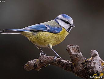 Animali 212